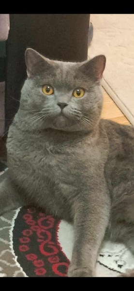 British Shorthair, Kedi  Paşa fotoğrafı