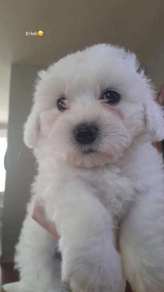 Maltese, Köpek  Felix fotoğrafı
