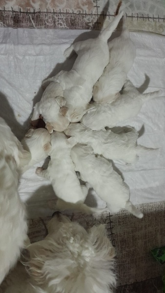 Maltese, Köpek  Felix fotoğrafı