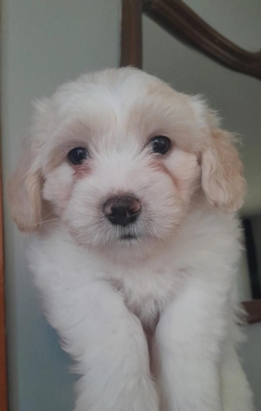 Maltese, Köpek  Felix fotoğrafı