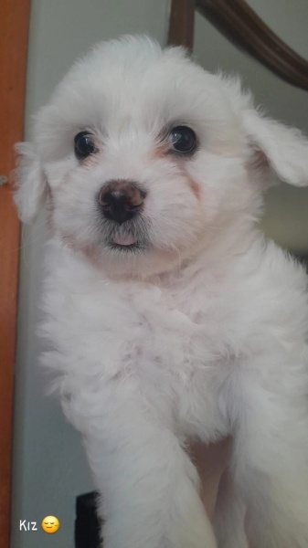 Maltese, Köpek  Felix fotoğrafı