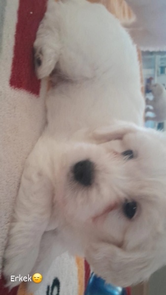 Maltese, Köpek  Felix fotoğrafı