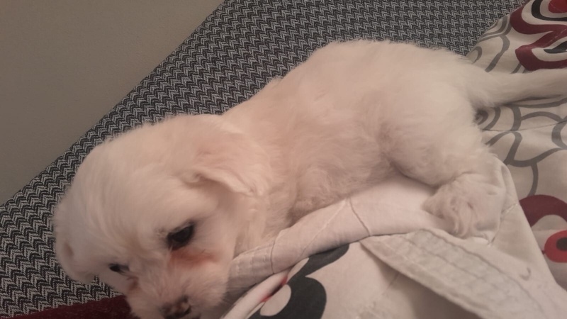 Maltese, Köpek  Felix fotoğrafı