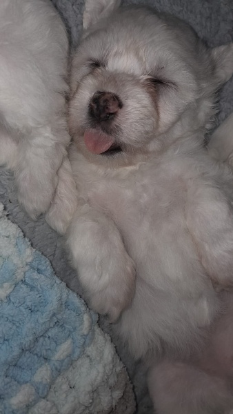 Maltese, Köpek  Felix fotoğrafı