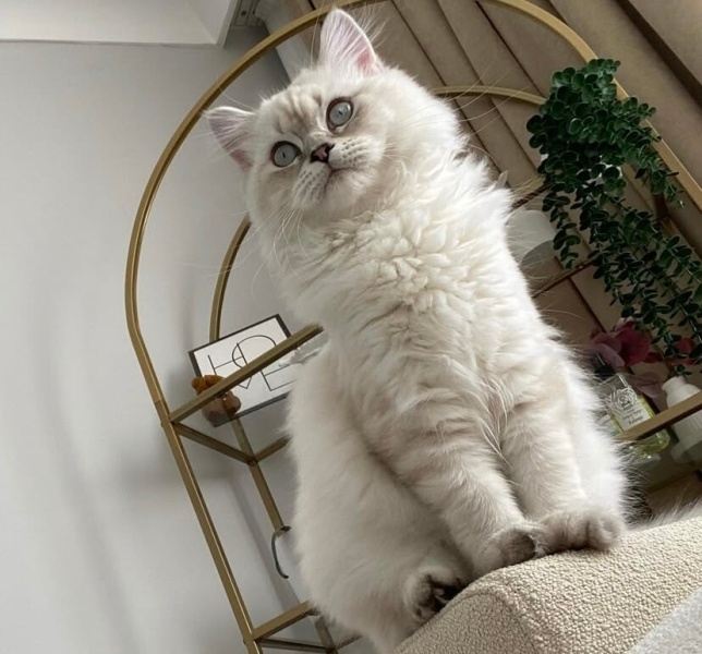British Longhair, Kedi  Venüs fotoğrafı