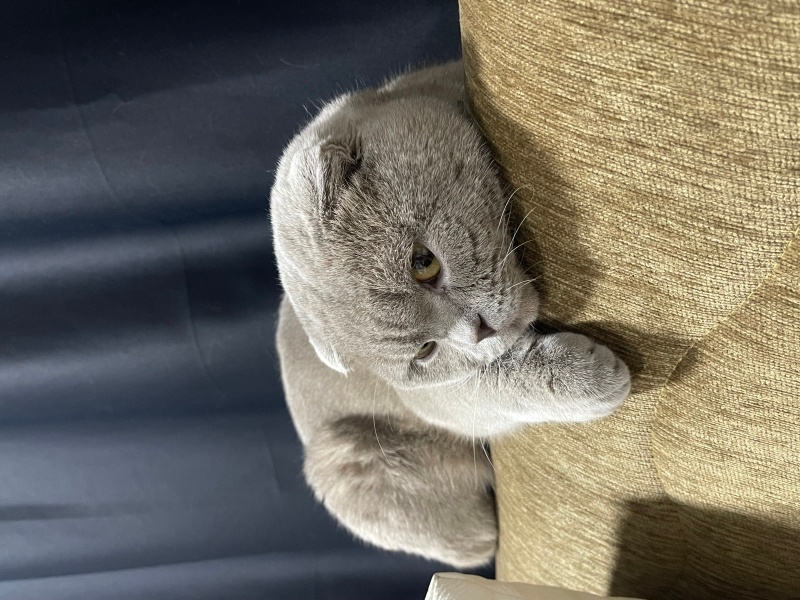 Scottish Fold, Kedi  Zagor fotoğrafı