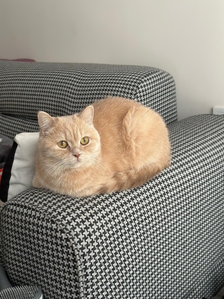 British Shorthair, Kedi  Limon fotoğrafı