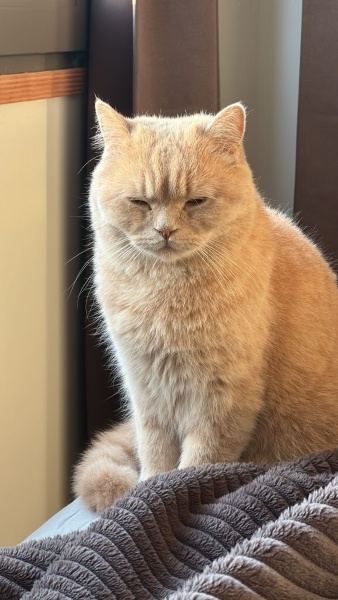British Shorthair, Kedi  Limon fotoğrafı