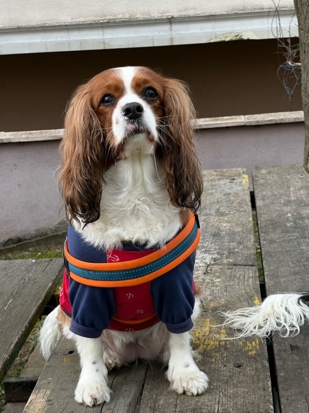 Cavalier King Charles Spanieli, Köpek  Mia fotoğrafı