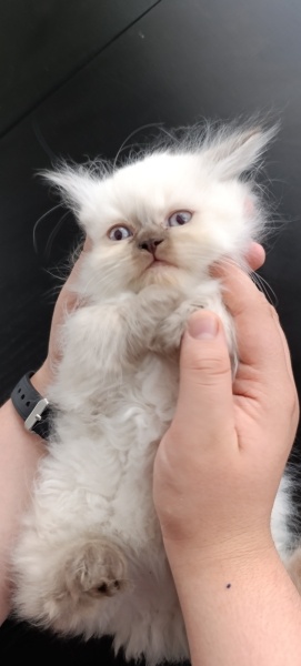 British Longhair, Kedi  Başkan fotoğrafı
