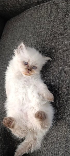 British Longhair, Kedi  Başkan fotoğrafı