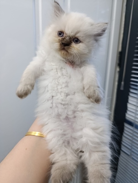 British Longhair, Kedi  Başkan fotoğrafı