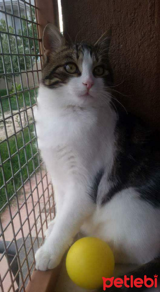 Tekir Kedi, Kedi  TOSBİK fotoğrafı