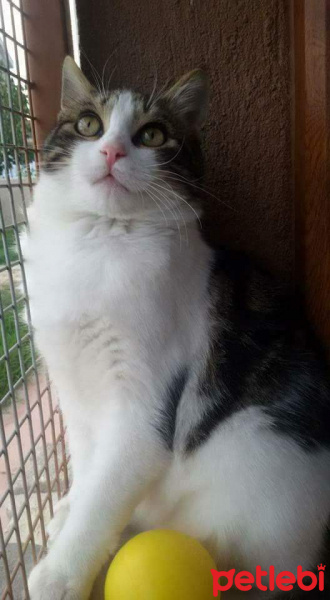 Tekir Kedi, Kedi  TOSBİK fotoğrafı