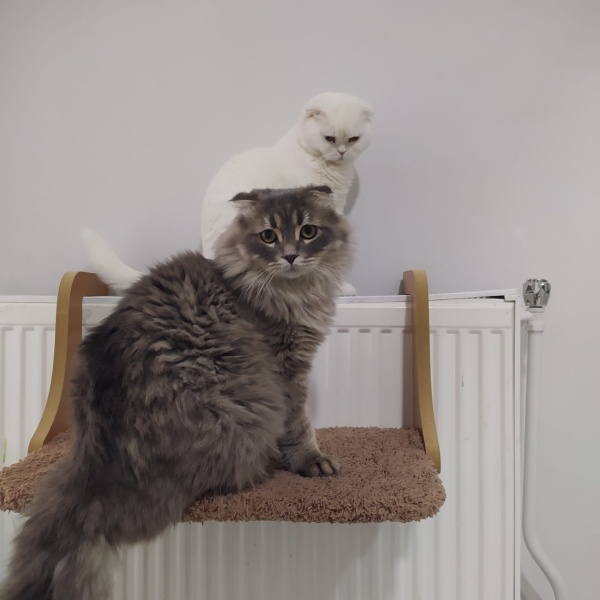 Scottish Fold, Kedi  Zeus ve paşa fotoğrafı