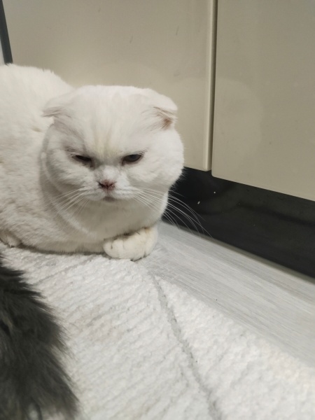 Scottish Fold, Kedi  Zeus ve paşa fotoğrafı