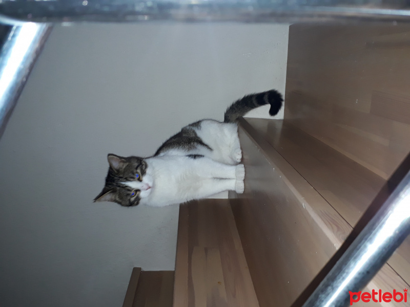 Tekir Kedi, Kedi  TOSBİK fotoğrafı