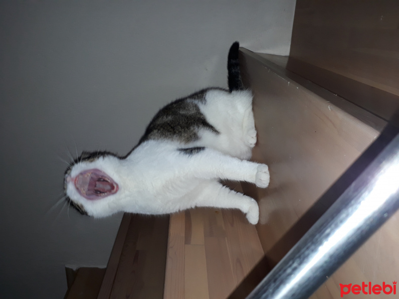 Tekir Kedi, Kedi  TOSBİK fotoğrafı