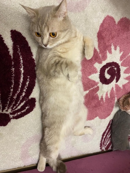 British Shorthair, Kedi  Pamuk fotoğrafı
