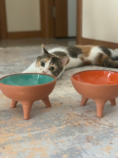Tekir Kedi, Kedi  Safir fotoğrafı