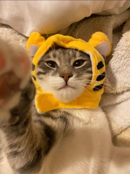 Tekir Kedi, Kedi  Finn Lucky fotoğrafı