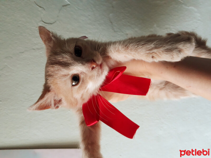 Himalayan, Kedi  duman fotoğrafı