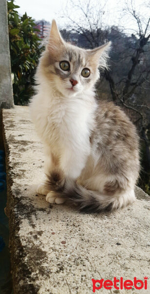 Himalayan, Kedi  duman fotoğrafı