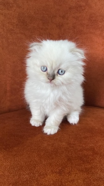 Scottish Fold, Kedi  Şaşkın fotoğrafı