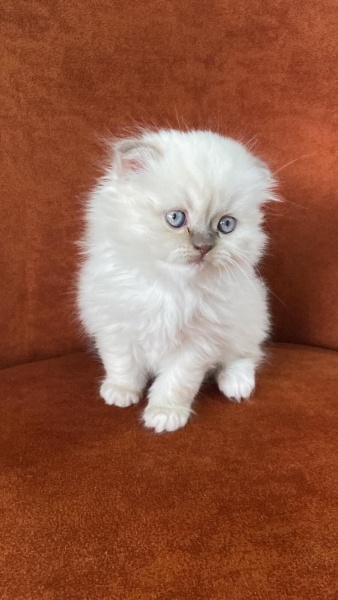 Scottish Fold, Kedi  Şaşkın fotoğrafı