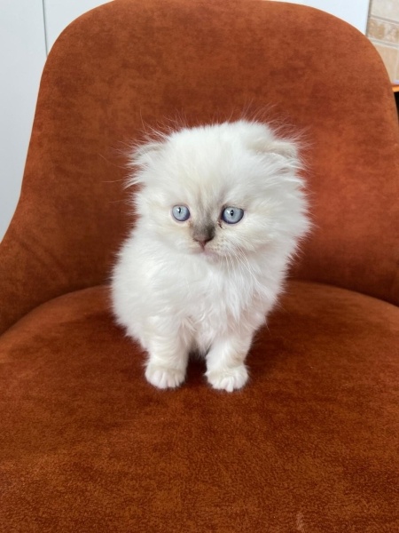 Scottish Fold, Kedi  Şaşkın fotoğrafı