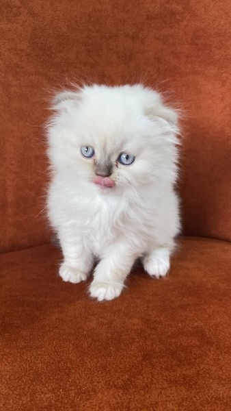 Scottish Fold, Kedi  Şaşkın fotoğrafı