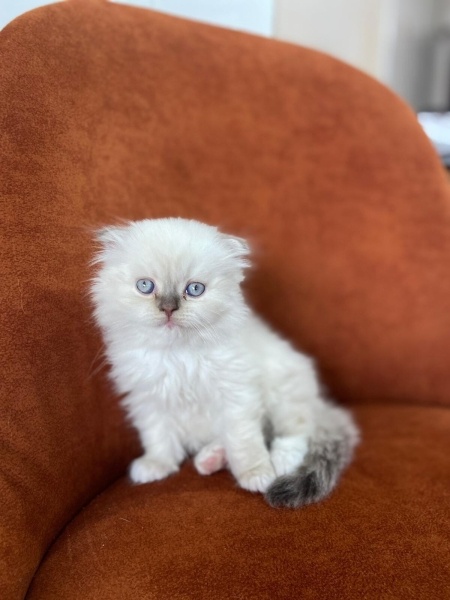 Scottish Fold, Kedi  Şaşkın fotoğrafı