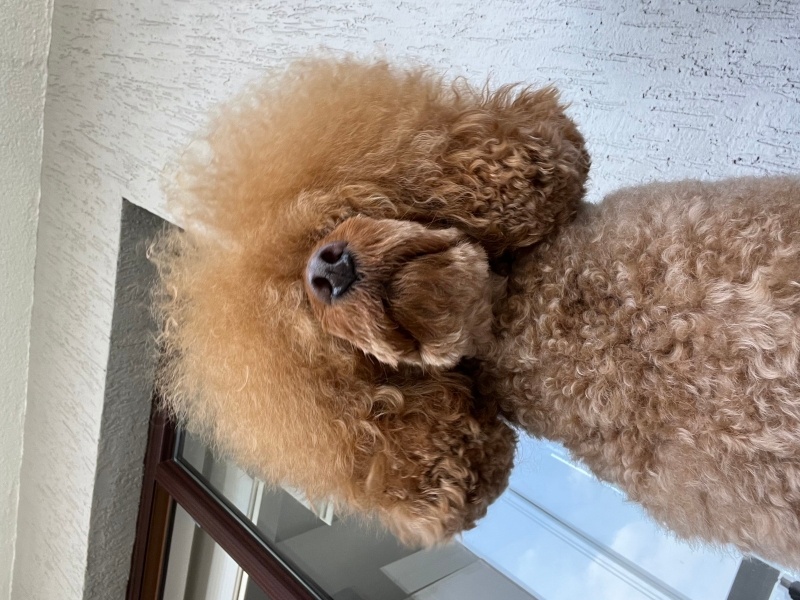 Poodle(Standart Kaniş), Köpek  Kuki fotoğrafı