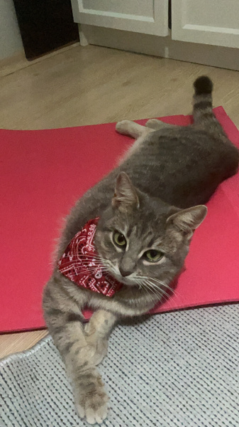 Tekir Kedi, Kedi  nazli hipopotam kadriye fotoğrafı