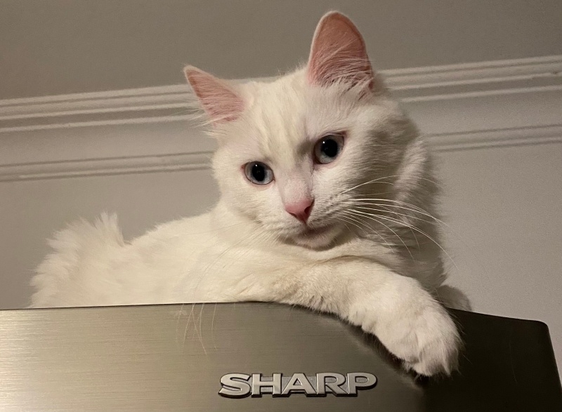 Tekir Kedi, Kedi  Pamuk fotoğrafı