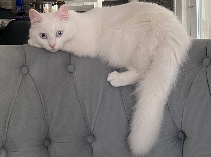 Tekir Kedi, Kedi  Pamuk fotoğrafı