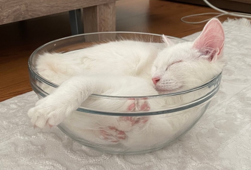 Tekir Kedi, Kedi  Pamuk fotoğrafı