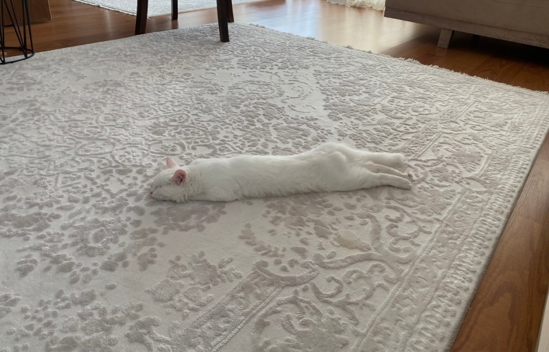 Tekir Kedi, Kedi  Pamuk fotoğrafı