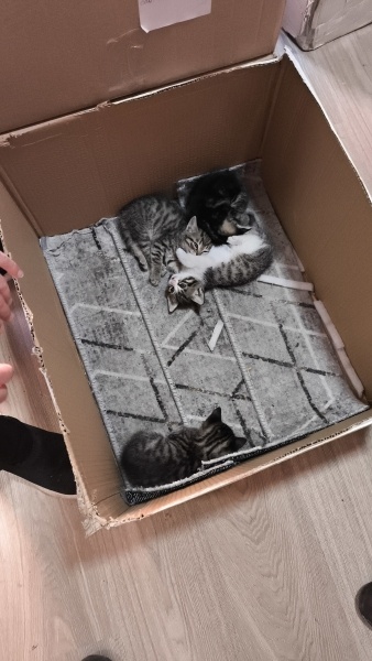 Tekir Kedi, Kedi  Yavrular fotoğrafı