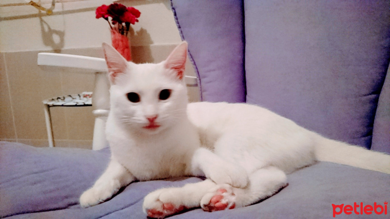 Van Kedisi, Kedi  Shiny fotoğrafı