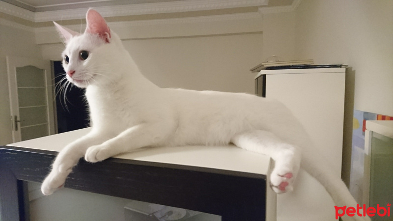 Van Kedisi, Kedi  Shiny fotoğrafı