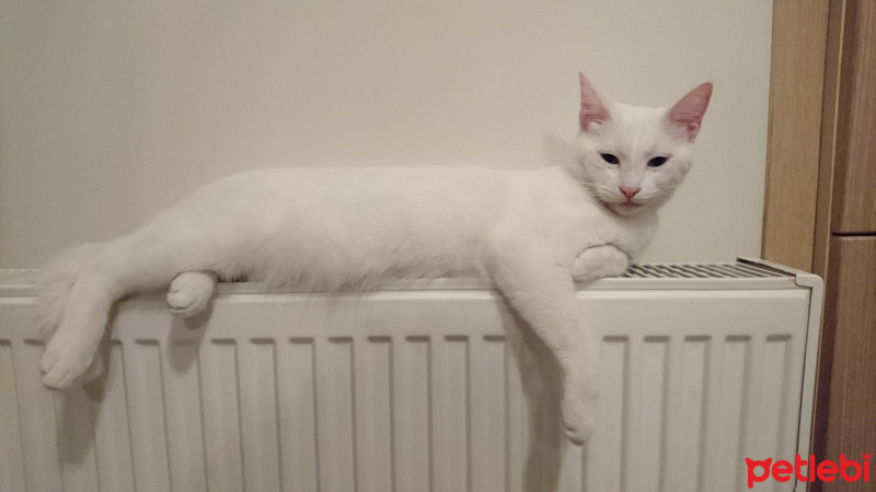 Van Kedisi, Kedi  Shiny fotoğrafı