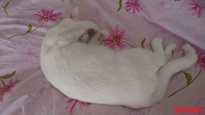 Van Kedisi, Kedi  Shiny fotoğrafı