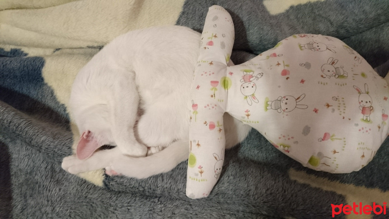 Van Kedisi, Kedi  Shiny fotoğrafı