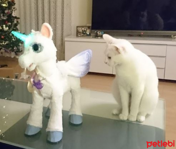 Van Kedisi, Kedi  Shiny fotoğrafı