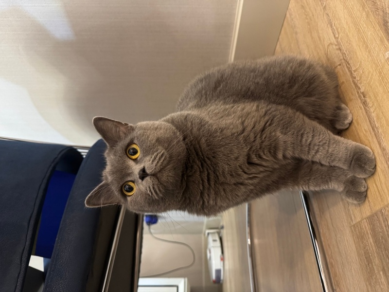 British Shorthair, Kedi  Duman Şanslı fotoğrafı