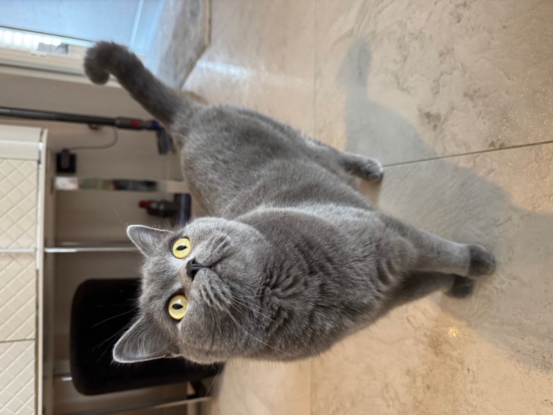 British Shorthair, Kedi  Duman Şanslı fotoğrafı