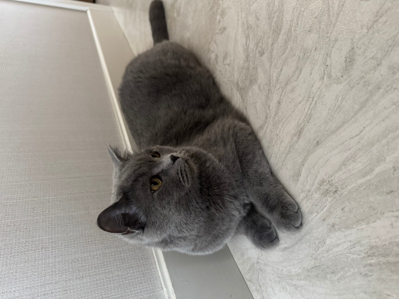 British Shorthair, Kedi  Duman Şanslı fotoğrafı