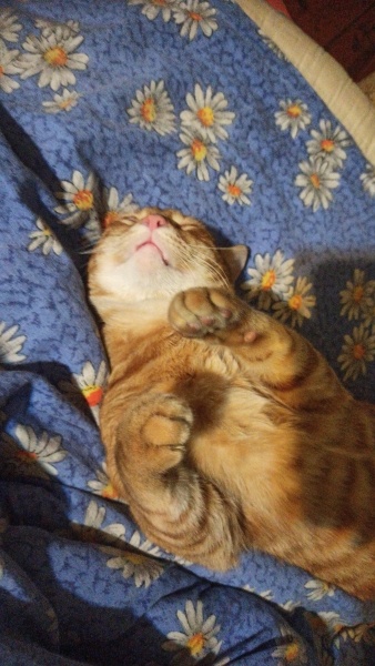Sarman, Kedi  Tarçın fotoğrafı