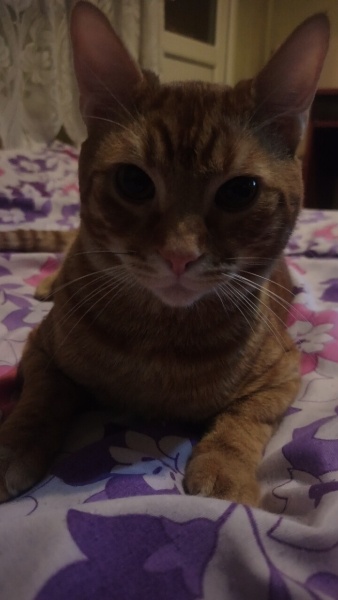 Sarman, Kedi  Tarçın fotoğrafı